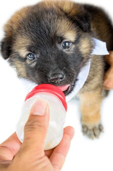Baby van de honden met zwart bruin schattig eten van melk uit een fles in de hand op witte achtergrond