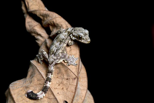 Baby vliegende gekko op droge bladeren vliegende gekkocamouflage op droge bladeren met zwarte achtergrond