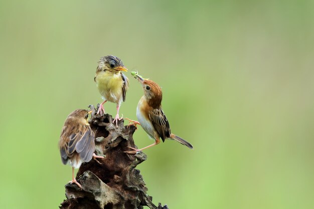 Baby Zitting Cisticola-vogel wacht op eten van zijn moeder