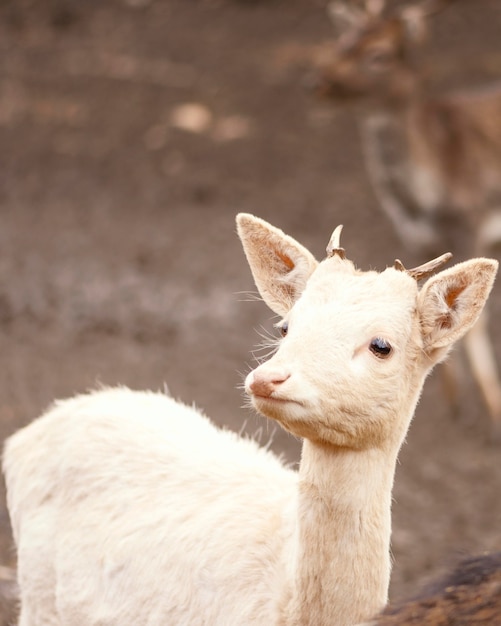 Babyhert gevangen in het wilde bos