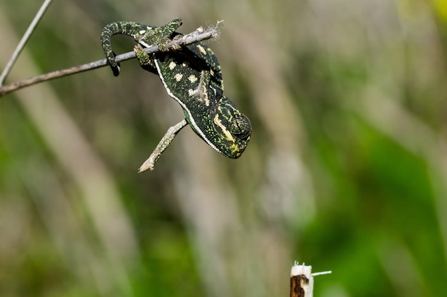 Gratis foto babykameleon het in evenwicht brengen op een venkeltakje.