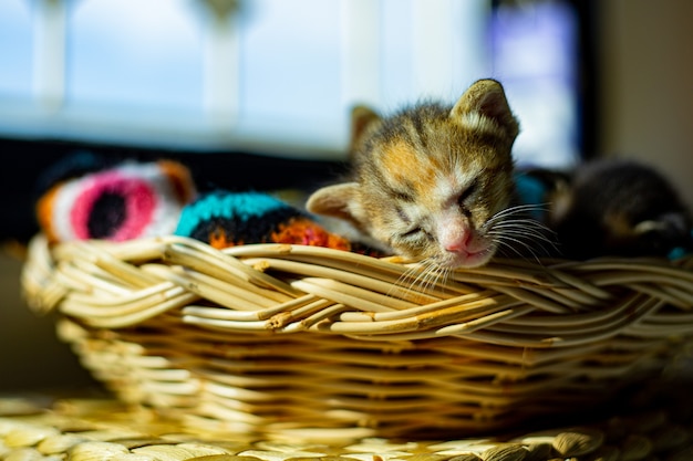 Babykat slaapt thuis in mand