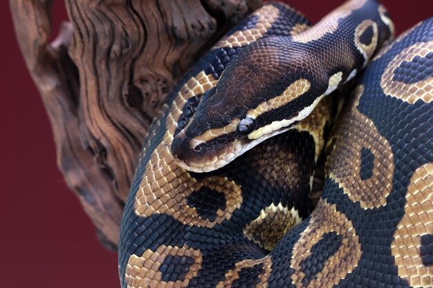 Bal python slang close-up op hout