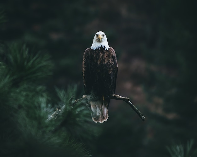 Gratis foto bald eagle op een boomtak op zoek naar zijn prooi