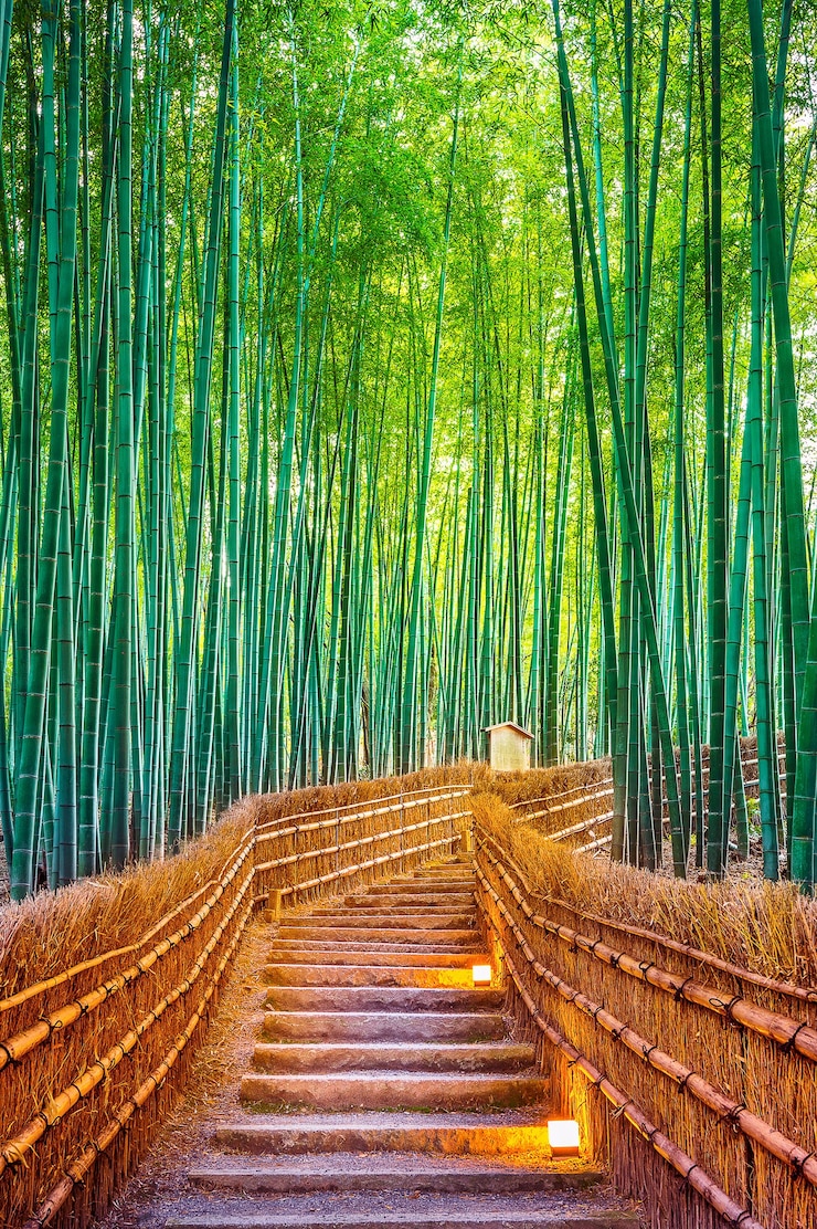 Gratis Foto bamboebos in kyoto, japan.