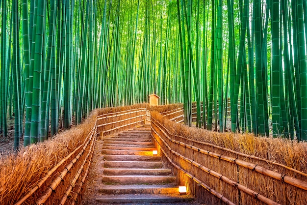 Bamboebos in Kyoto, Japan.