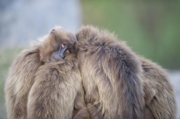 Gratis foto bavianen staan naast elkaar