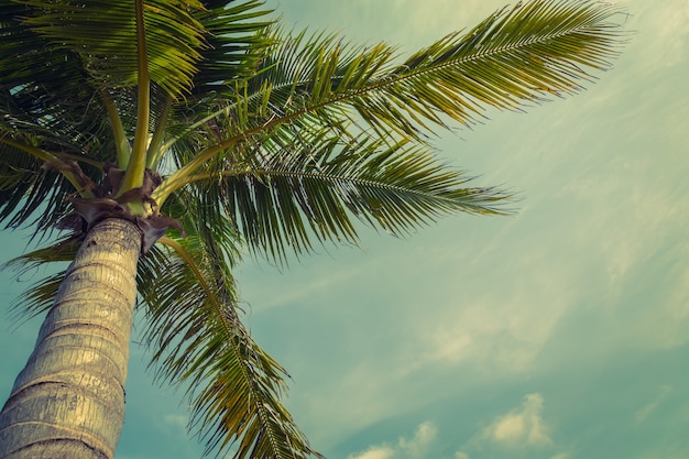 Beach palmboom van onderen