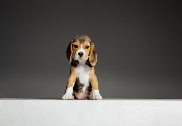 Beagle driekleurige pup is poseren. Het leuke wit-bruin-zwarte hondje of huisdier speelt op grijze muur. Ziet er verzorgd en speels uit. Concept van beweging, beweging, actie. Negatieve ruimte.