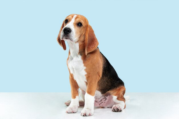 Beagle driekleurige pup is poseren. Leuk wit-bruin-zwart hondje of huisdier zit op blauwe achtergrond. Ziet er verzorgd en verdrietig uit. Studio fotoshot. Concept van beweging, beweging, actie. Negatieve ruimte.