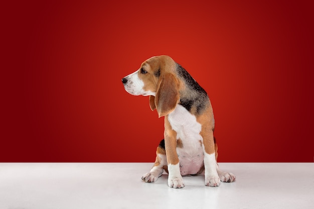 Beagle driekleurige pup is poseren. Leuk wit-bruin-zwart hondje of huisdier zit op rode achtergrond. Ziet er verzorgd en verdrietig uit. Studio fotoshot. Concept van beweging, beweging, actie. Negatieve ruimte.