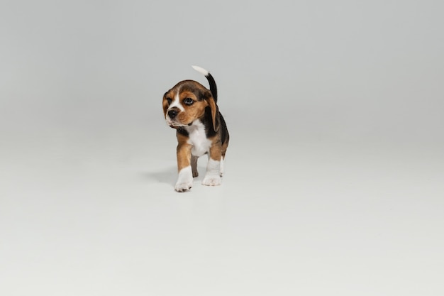 Beagle driekleurige puppy poseert. schattig wit-braun-zwart hondje of huisdier speelt op een witte achtergrond.