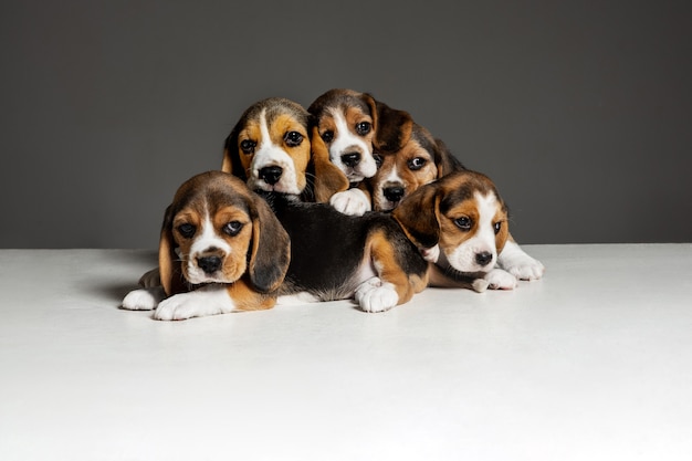 Beagle driekleurige puppy's poseren. Leuke wit-bruin-zwarte hondjes of huisdieren die op een grijze achtergrond spelen.