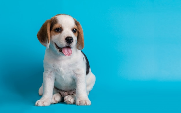 Beagles puppy's die iets zoeken