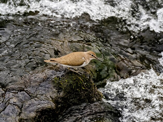 Beautiful schoot een gewone strandloper-vogel dichtbij de Sakai-rivier in een bos in Kanagawa, Japan