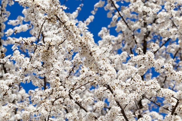Bedek de kersentakken met witte bloemen in het voorjaar, het lenteseizoen in de boomgaard met fruitbomen