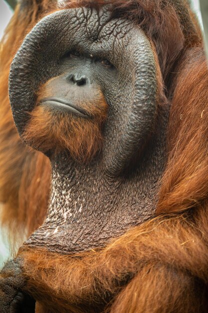 Bedreigde bornean orang-oetan in de rotsachtige habitat Pongo pygmaeus Wild dier achter de tralies Mooi en schattig wezen