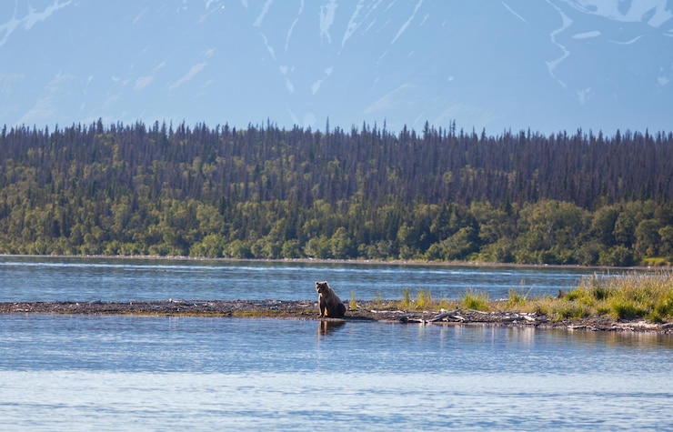 Gratis Foto beer op alaska