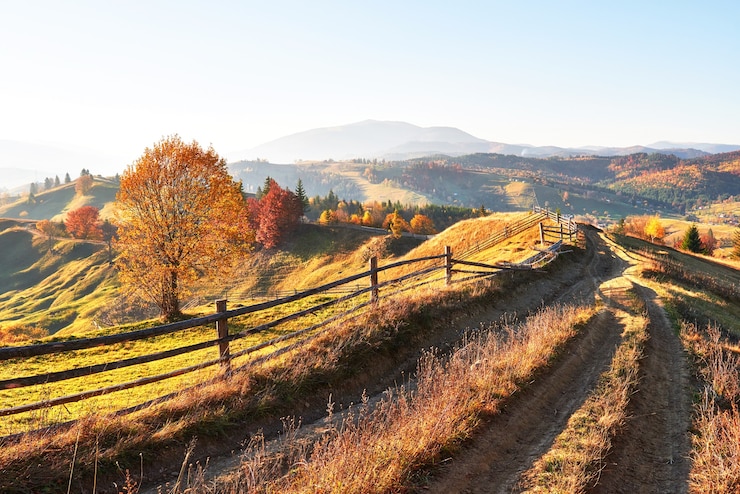 Gratis Foto berkenbos in zonnige middag terwijl de herfstseizoen.