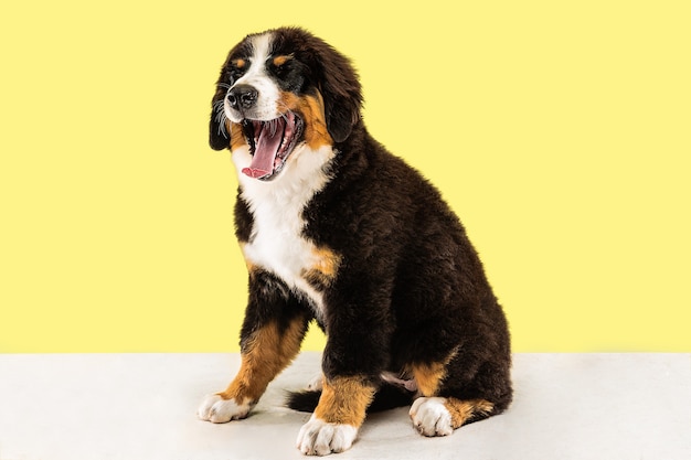 Berner sennenhund puppy poseren