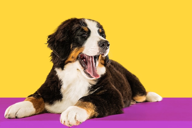 Berner sennenhund puppy poseren