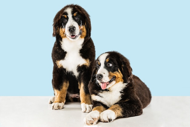 berner sennenhund puppy's op blauw