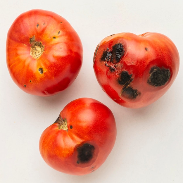 Beschimmelde tomaten overgebleven voedselafval