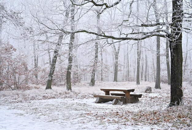 Besneeuwde bomen in een bos met een bank en een tafel om uit te rusten Mooi concept voor winternatuur en bos