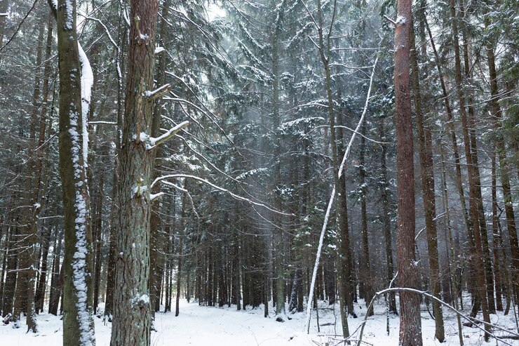 Gratis Foto besneeuwde winteromgeving