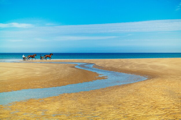 Betoverend beeld van paarden met strijdwagens op het gouden zand tegen een prachtige oceaan