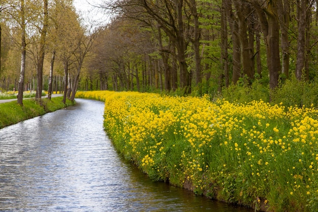 Gratis foto betoverend uitzicht op de rivier, omringd door gele bloemen en bomen op een nederlands platteland