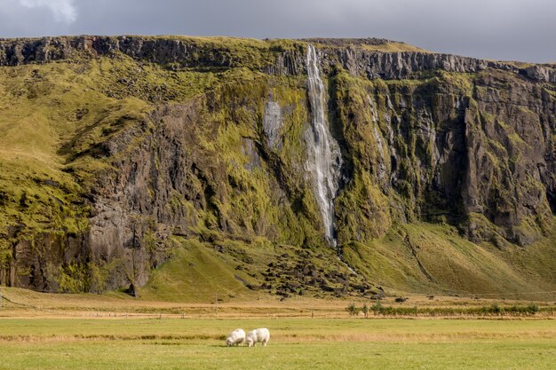 Betoverend uitzicht op de waterval met grazende schapen op de voorgrond in IJsland