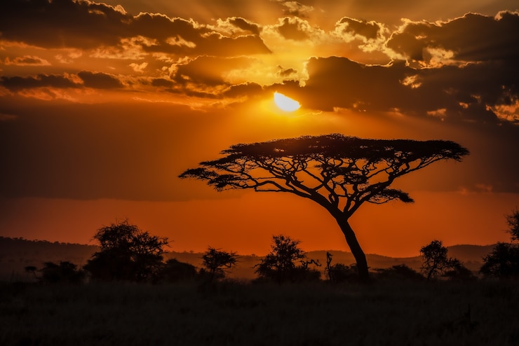 Gratis Foto betoverend uitzicht op het silhouet van een boom in de savannevlaktes tijdens zonsondergang