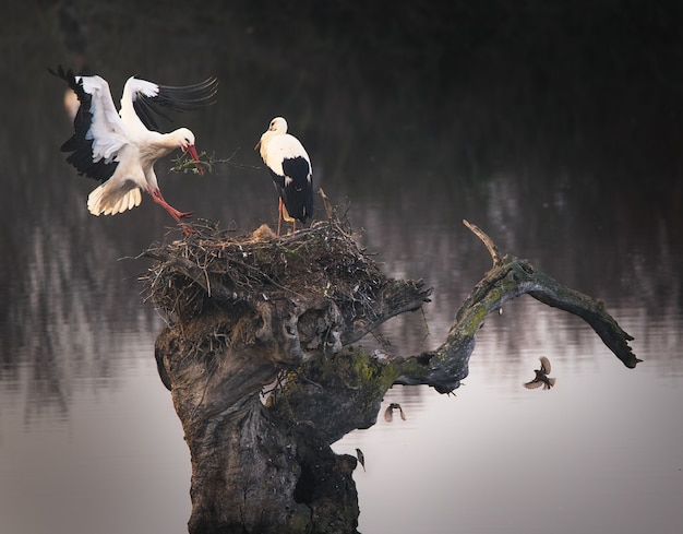 Betoverende opname van twee ooievaars die hun nest bouwen