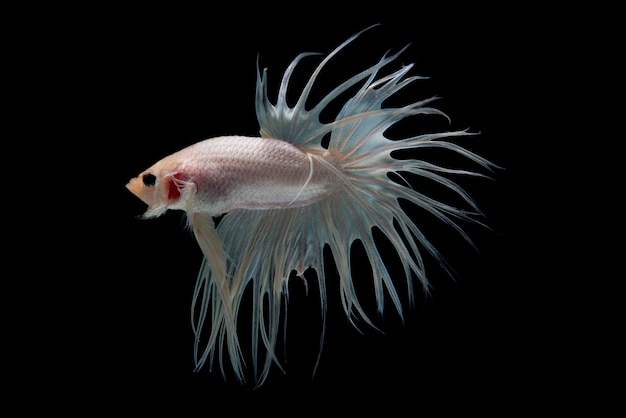 Gratis foto betta fish