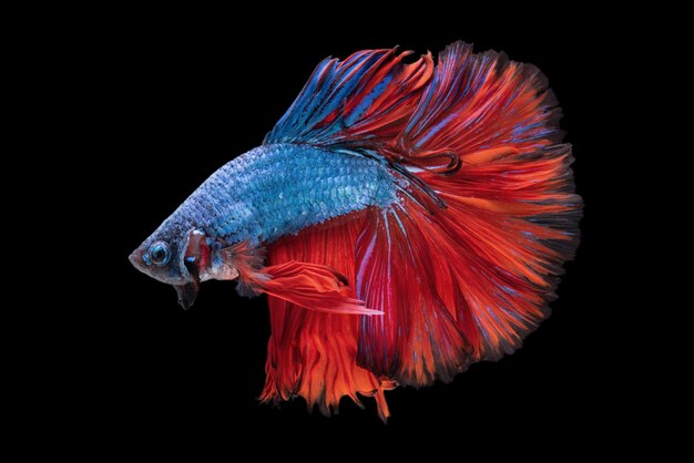 betta