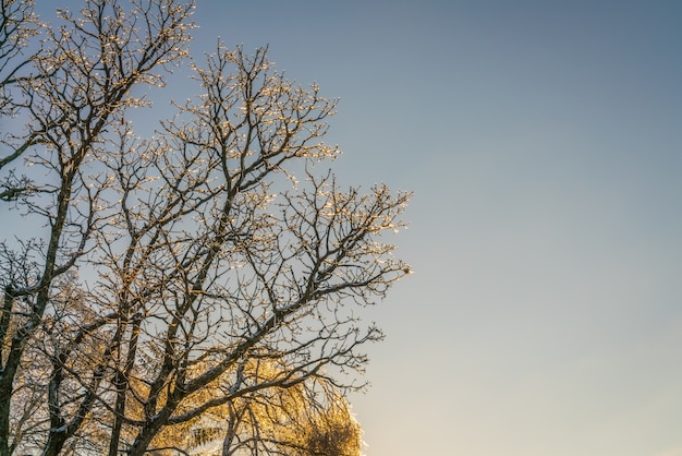 Bevroren bomen in de winter met blauwe hemel