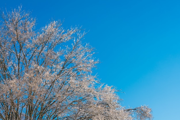 Bevroren bomen in de winter met blauwe hemel