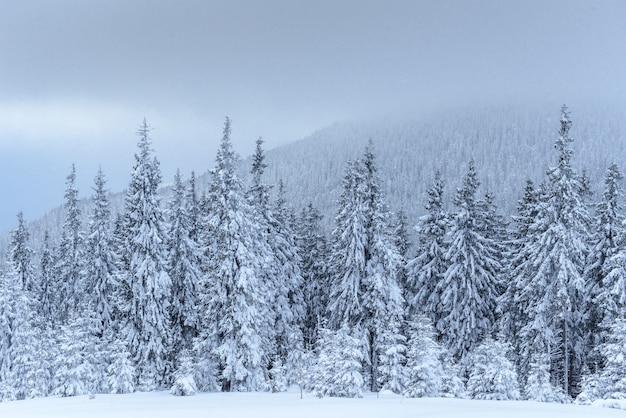 Gratis foto bevroren winter bos in de mist. pijnboomboom in aard die met verse karpatische sneeuw wordt behandeld, de oekraïne