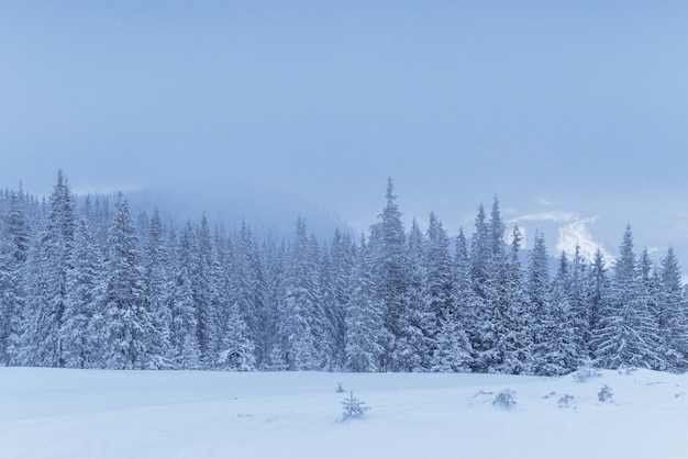 Bevroren winter bos in de mist. Pijnboomboom in aard die met verse Karpatische sneeuw wordt behandeld, de Oekraïne
