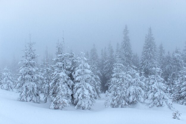 Bevroren winter bos in de mist. Pijnboomboom in aard die met verse Karpatische sneeuw wordt behandeld, de Oekraïne