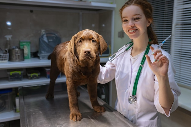 Bij onderzoek door een dierenarts De jonge mooie veterinaire vrouw onderzoekt chocolade labrador bij de dierenartskliniek binnenshuis