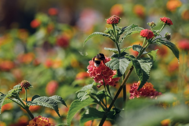 bij op rode bloem