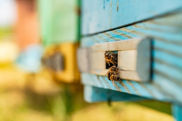 Bijen binnenkant van houten korf close-up. geel honinginsect bezig met het maken van honing.