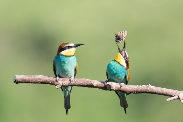 Bijeneter die een insect probeert te eten naast een ander op de boomtak