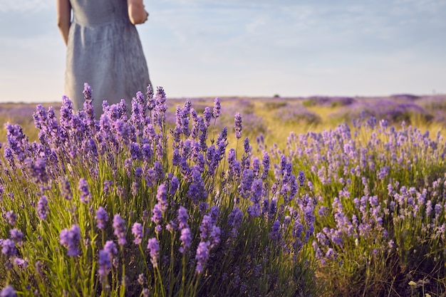 Bijgesneden schot van onherkenbare vrouw in jurk staande in het midden van zomerweide tussen prachtige lichtpaarse lavendelbloemen. Mensen, natuur. reizen, wilde bloemen, platteland en landelijk gebied