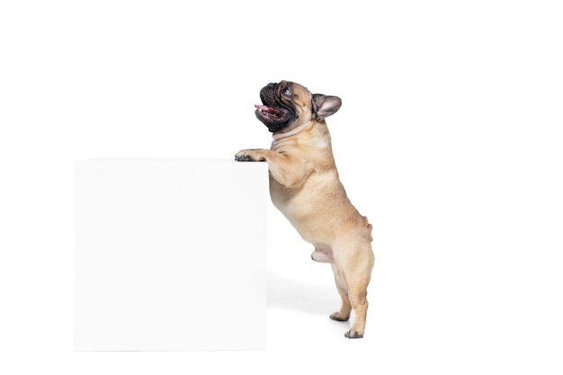 Bijgewoond. Jonge Franse Bulldog poseren. Het leuke hondje of het huisdier speelt, rent en kijkt gelukkig geïsoleerd op witte achtergrond. Studio fotoshot. Concept van beweging, beweging, actie. Copyspace.