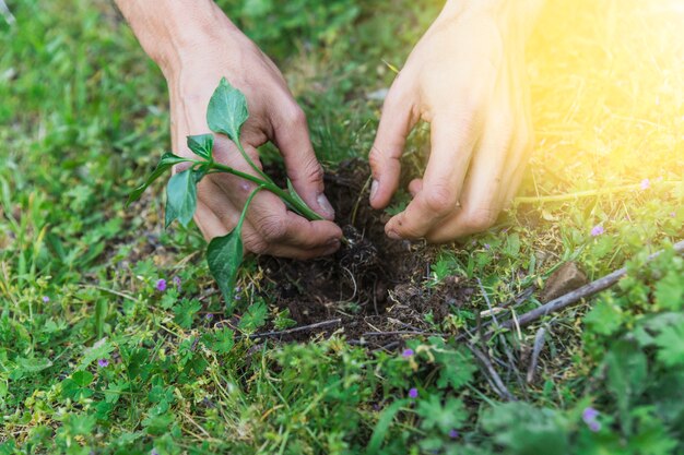 Bijsnijden handen takje planten