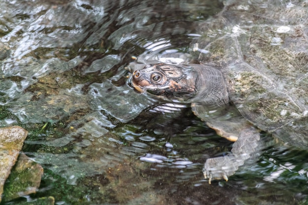 Bijtschildpad in een meer omgeven door rotsen en bladeren onder het zonlicht overdag