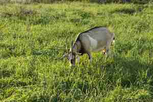 Gratis foto binnenlandse geit die bij landbouwbedrijf gras eet